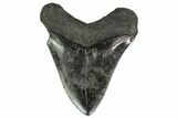 Fossil Megalodon Tooth - South Carolina #140726-2